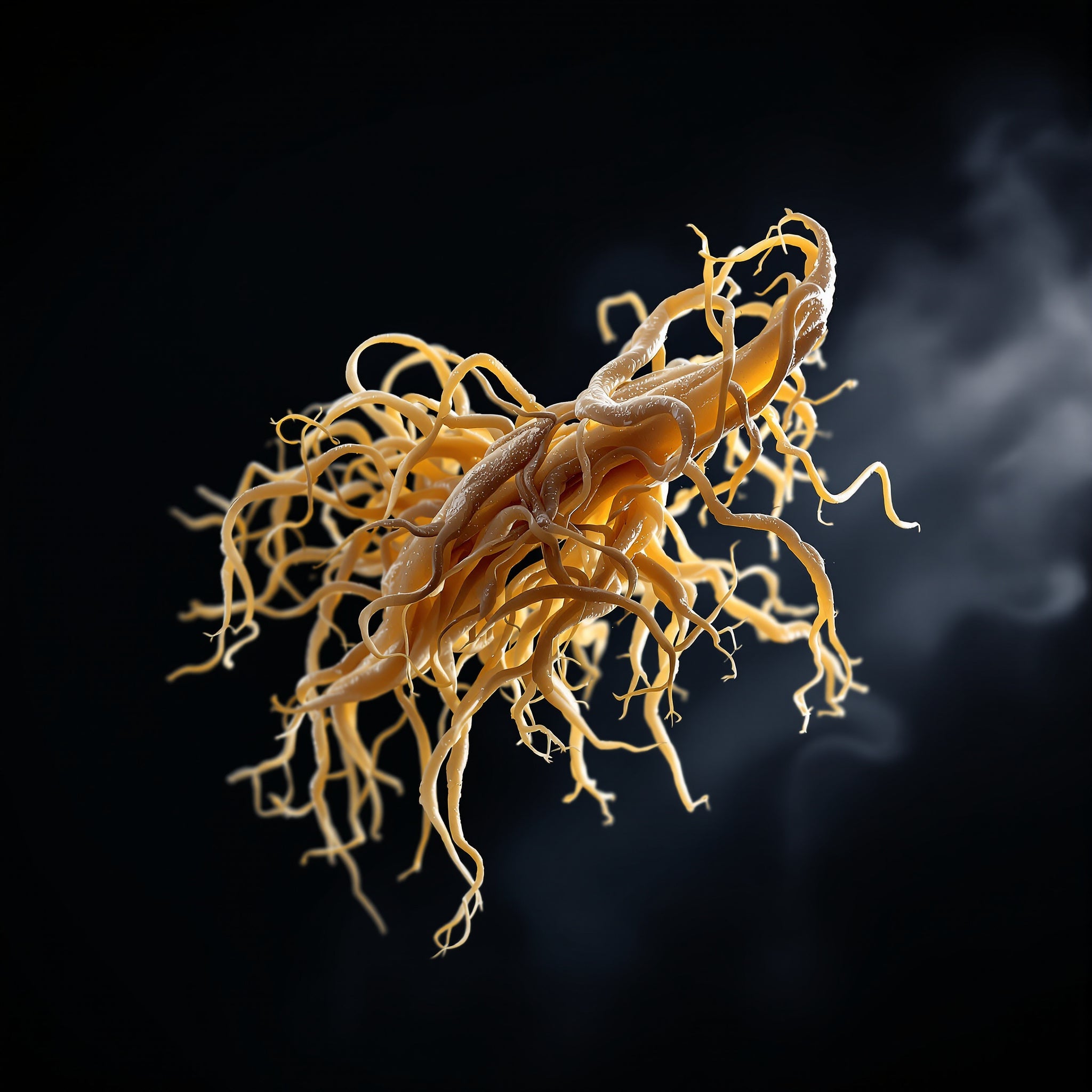 Panax Ginseng